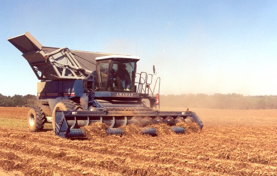 Peanut Farming Yesterday and Today 