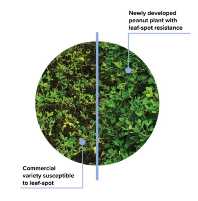A diagram showing the difference from peanuts varieties with and without leaf-spot resistance.