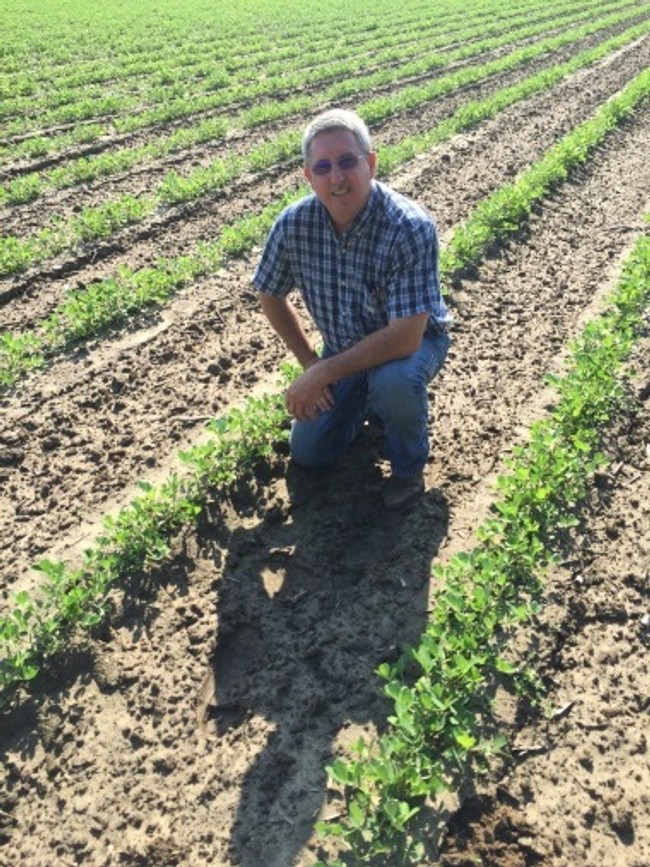 photo of Dan Ward kneeled among crops of peanuts