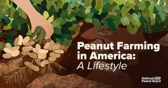 Peanut Farming in America: A Lifestyle 