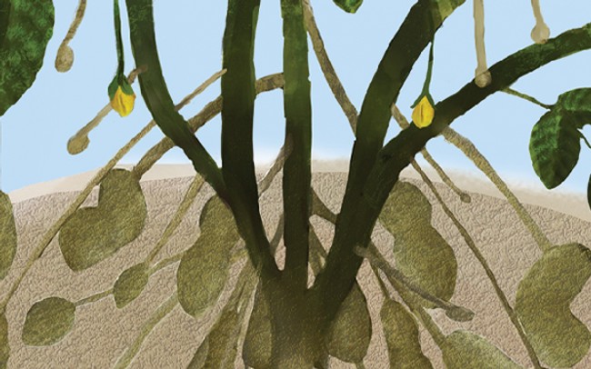illustration of peanut pods in the soil