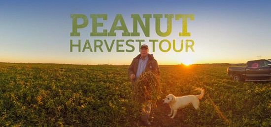 a man harvesting peanuts with his dog.