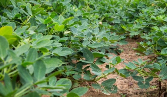 Close up of a peanut crop field with green leaves growing out from the soil.