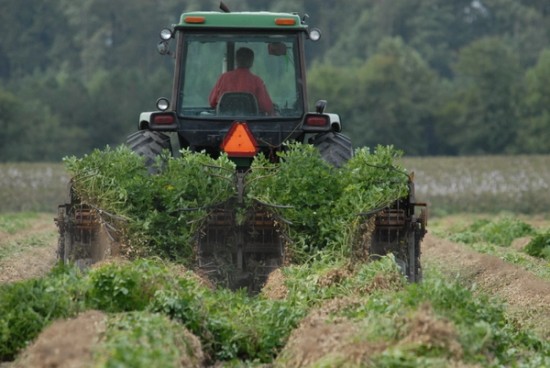 National Peanut Board Names 2025 Officers Among Other Actions at Board Meeting