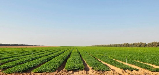 A green field with rows of peanut crops.