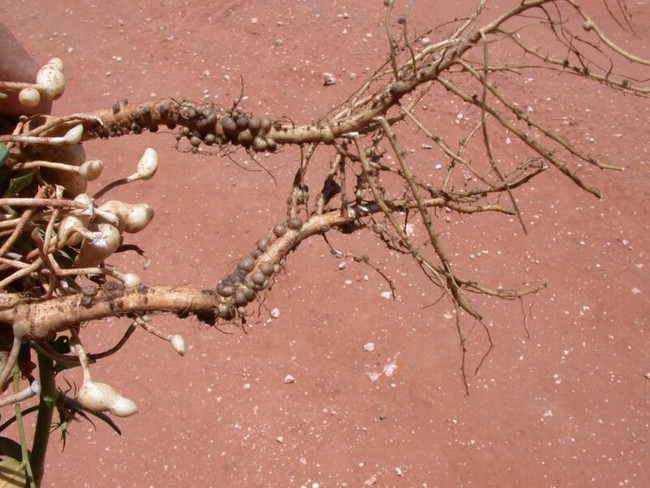 nodules on roots of a peanut crop