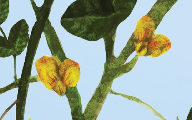 illustration of two peanut flowers