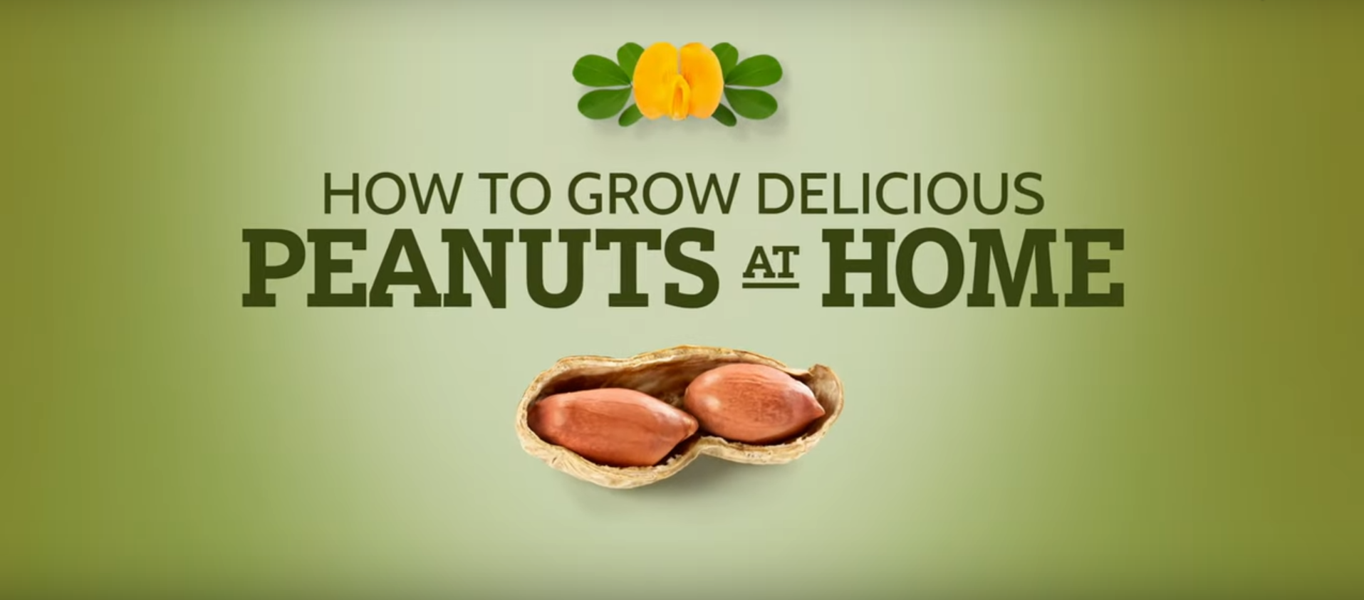 8 Simple Steps to Grow Your Own Peanuts at Home
