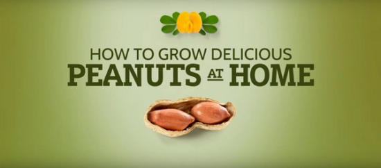 How to Grow Delicious Peanuts at Home