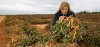 woman harvesting peanuts