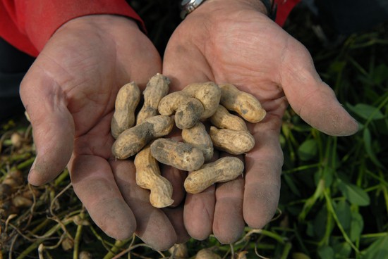 Man holding peanuts for National Peanut Board Food Allergy Grant Program