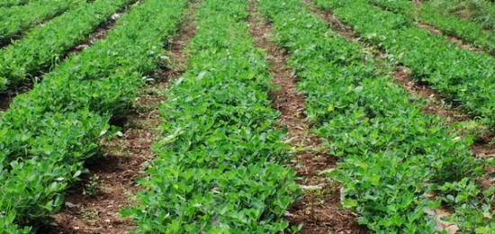 Rows of green leaves from peanut crops.