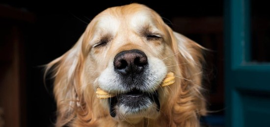 A golden retriever happily chewing on a stick.