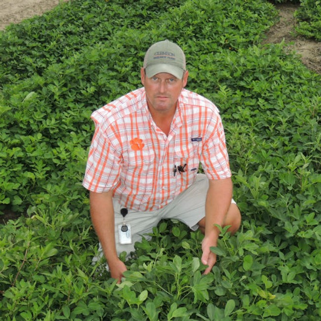 a man crouched in a peanut crop field wearing a plaid shirt.