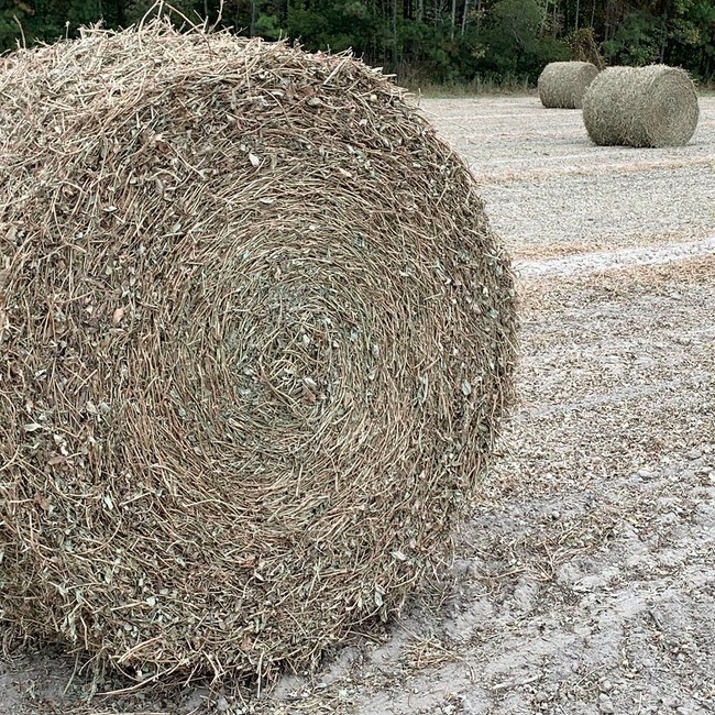 a big and round peanut hay