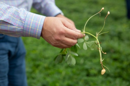 a man holding a peanut vine in his hands in a field