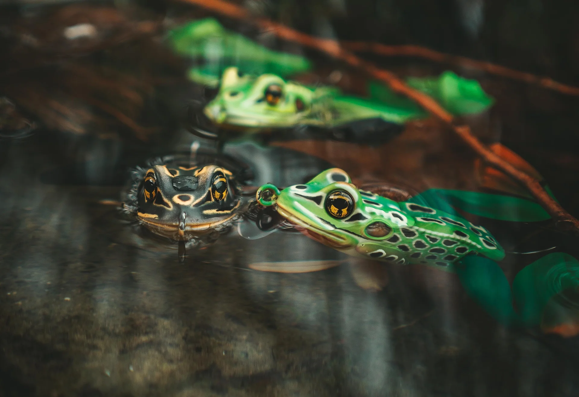 The. Ultimate. Frog.