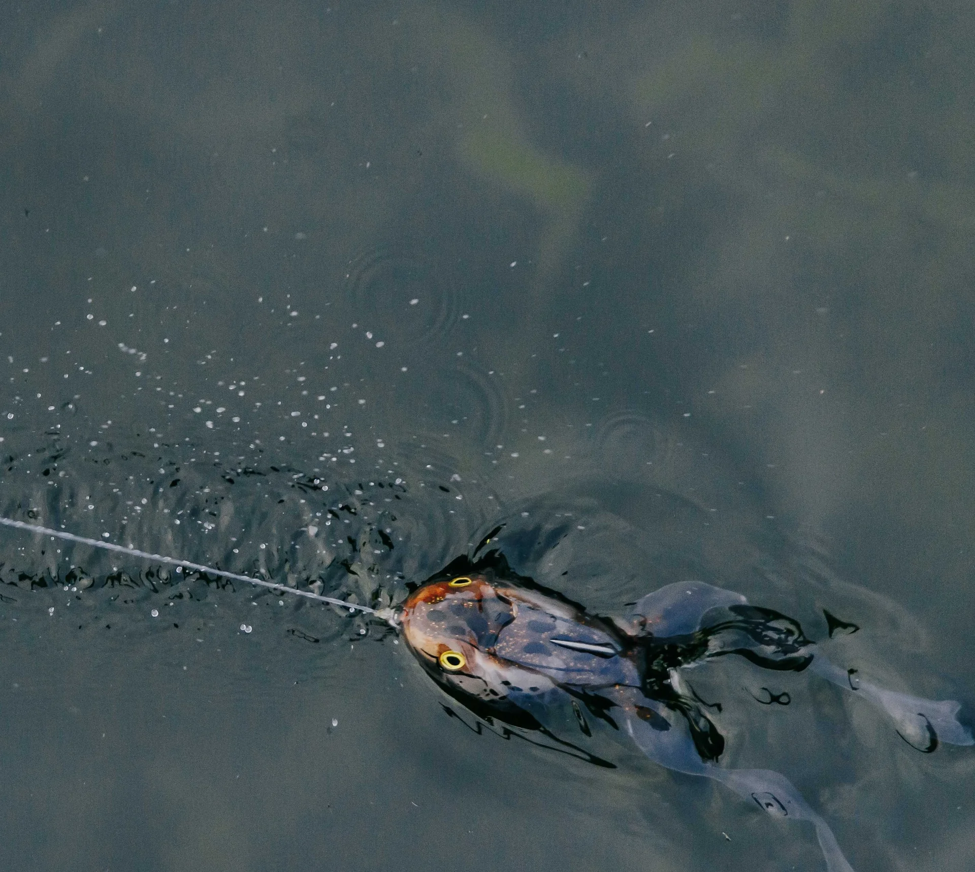 Frogs