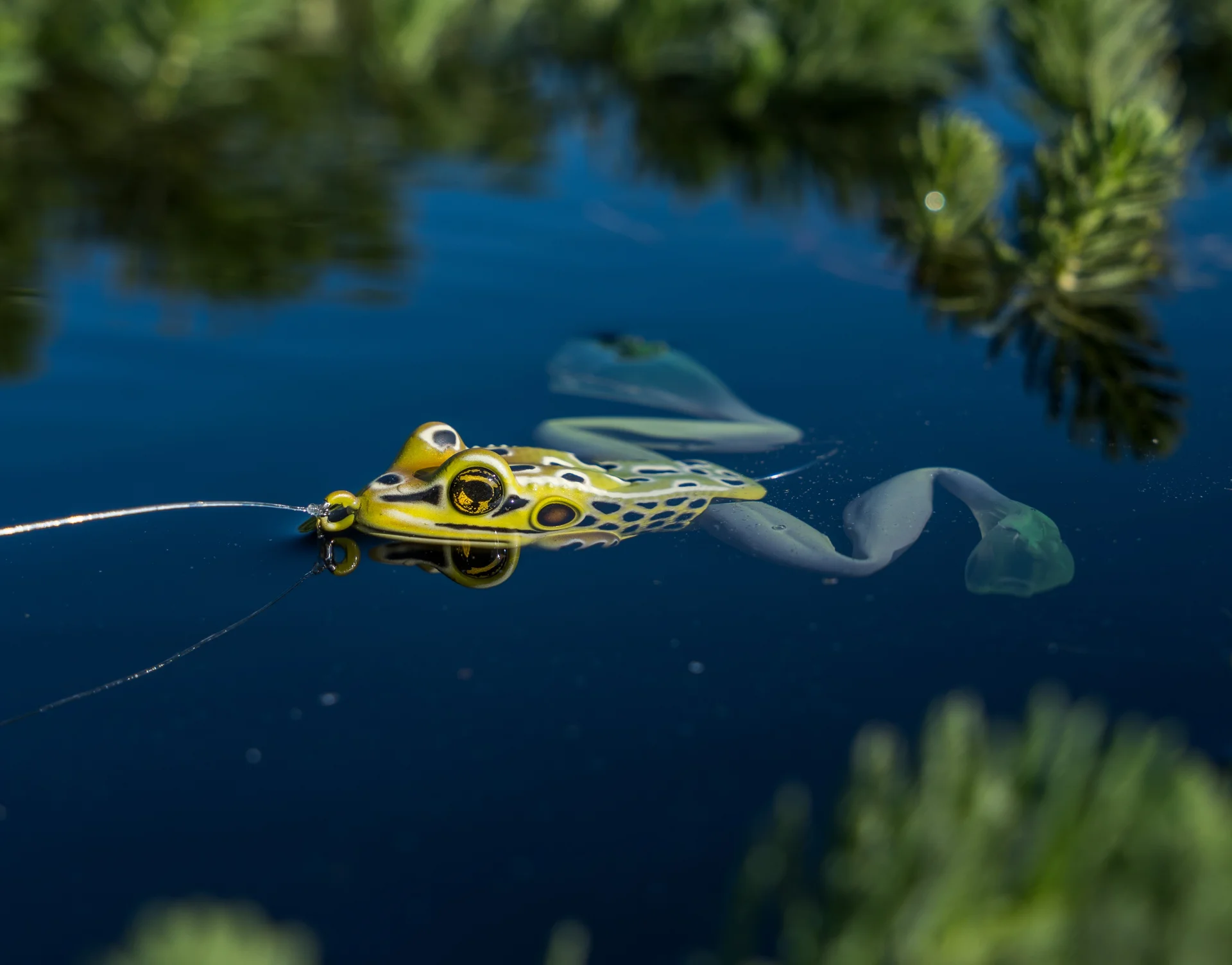 THE ULTIMATE FROG