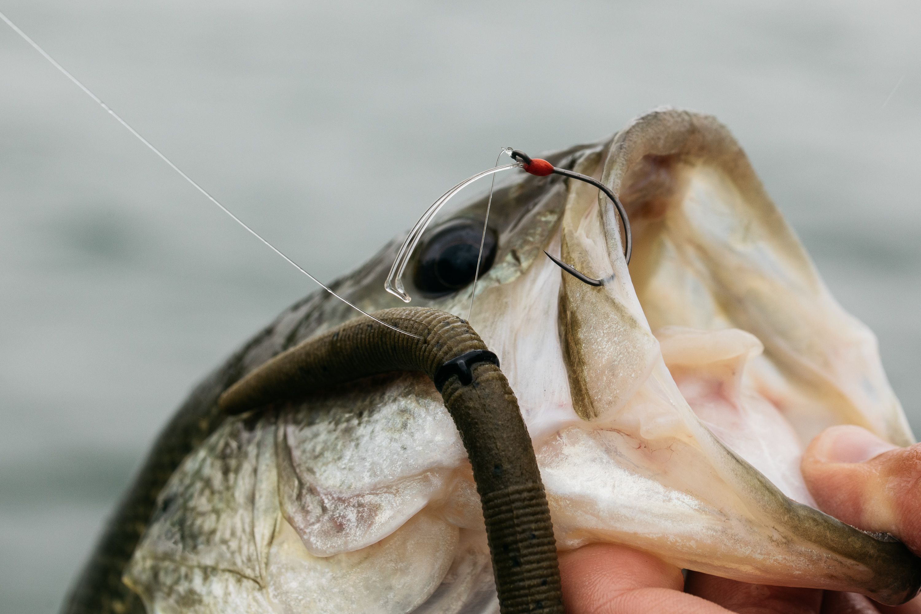 Downsizing baits can really make or break bass fishing in the fall