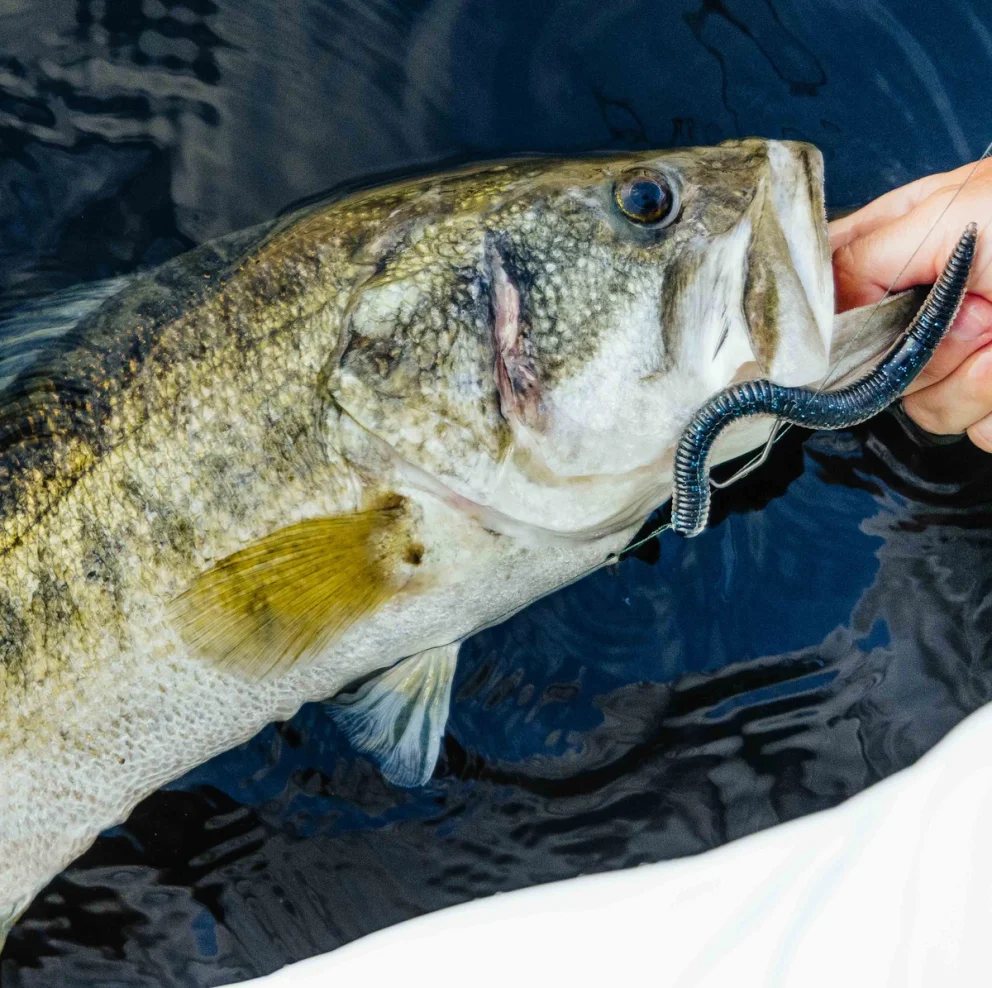 Viscom Fish LIVETARGET | Home