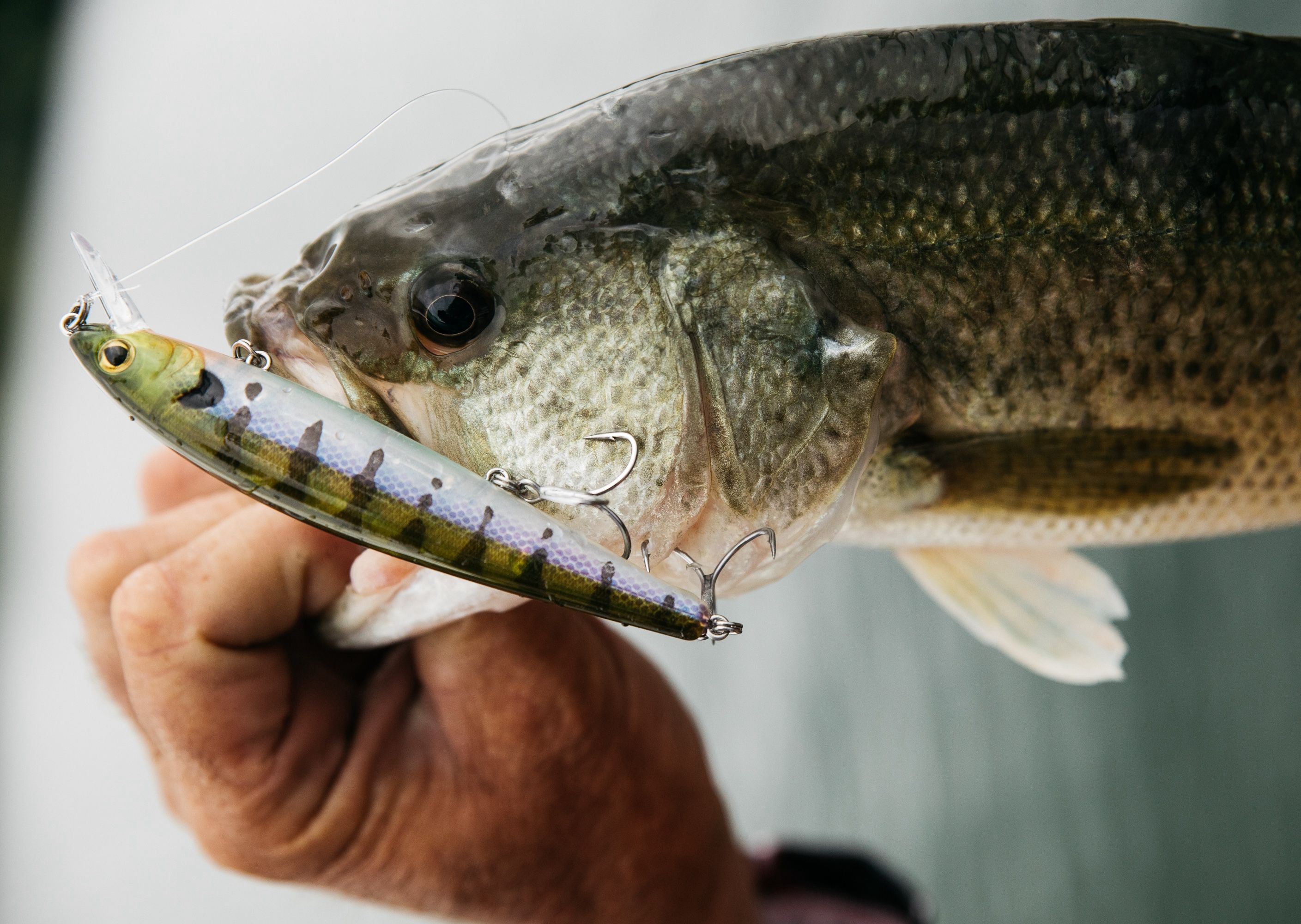 5 Tips on Fishing Jerkbaits for Bass - SheFishes2