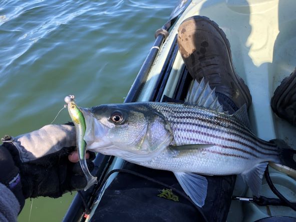 Dead Stick Fishing-Freshwater Striper Lures-Winter Striper Fishing