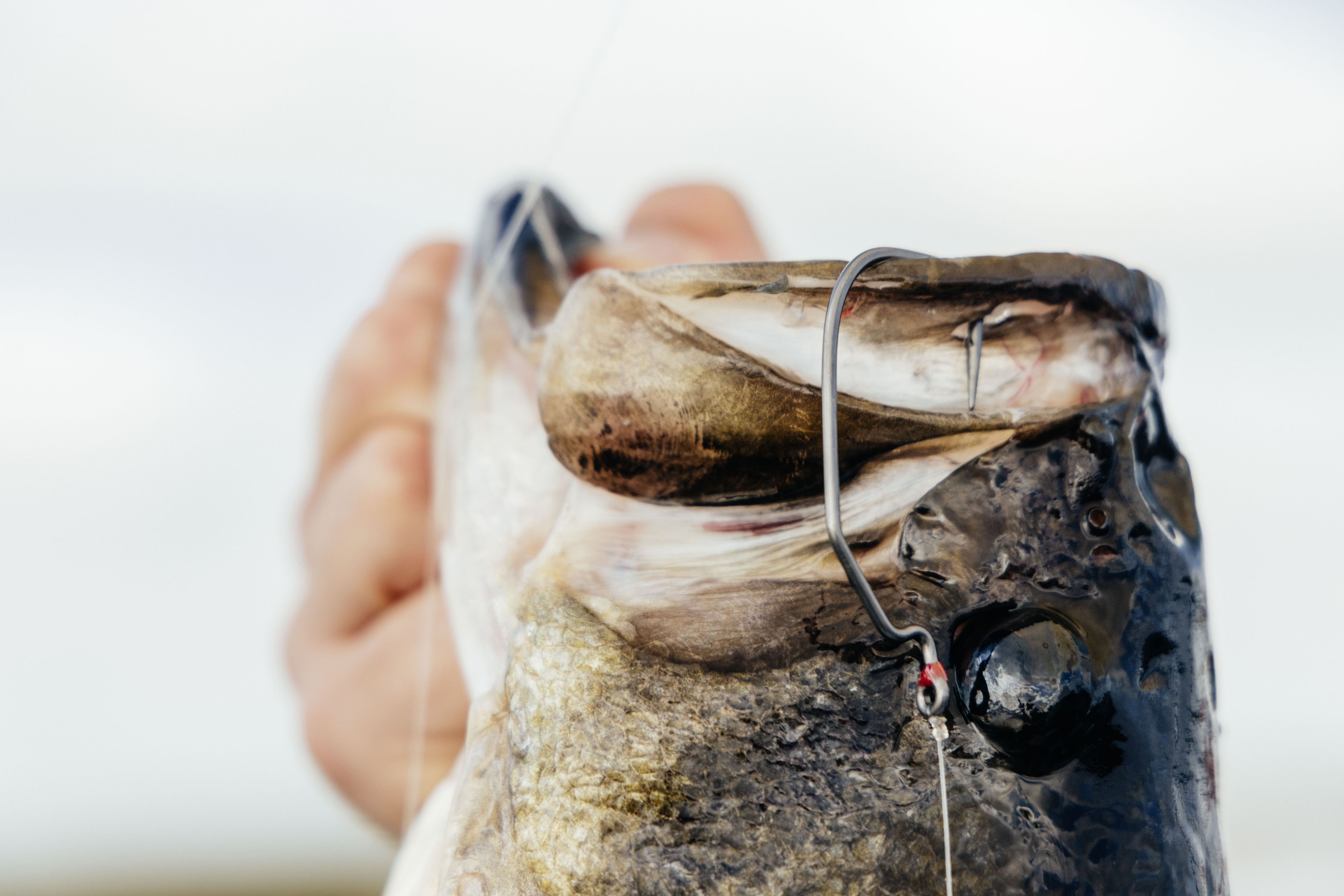 Mustad DEMON High Carbon Steel Rock Fishing Hooks Fishing Accessories  Tackle Live Bait Sturgeon Tuna Deep