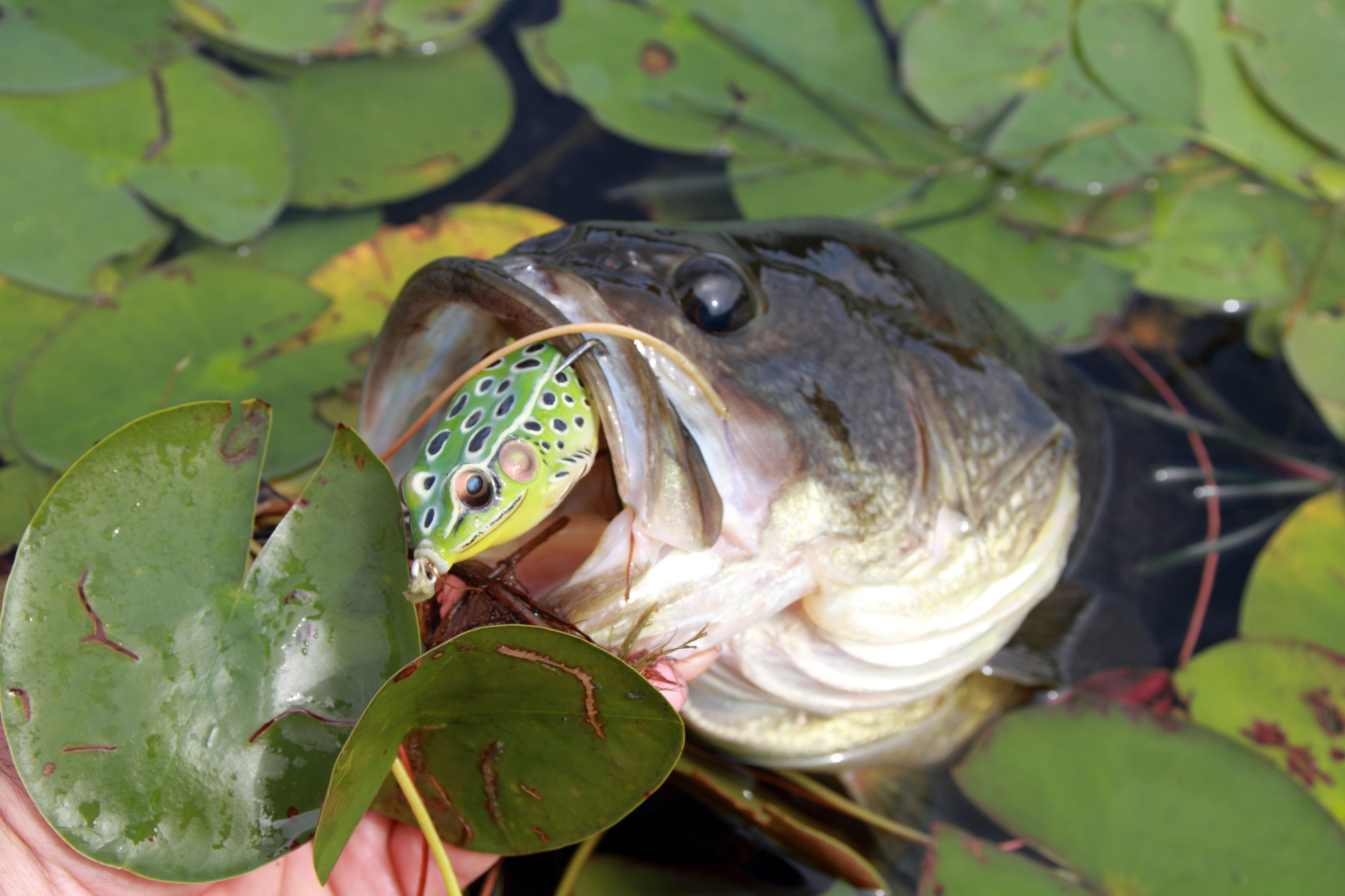 Catch More Bass With The Frog! 