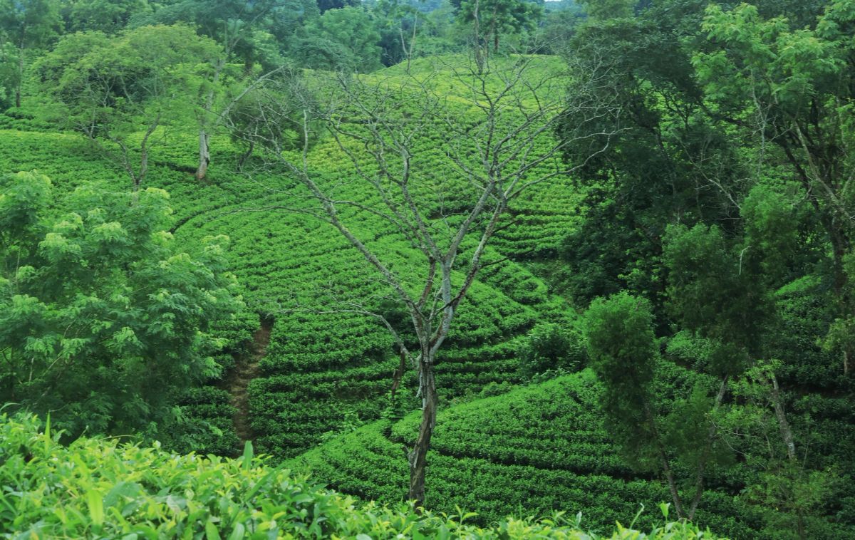 Rows of green tea bushes covering the gentle hills around Sreemangal