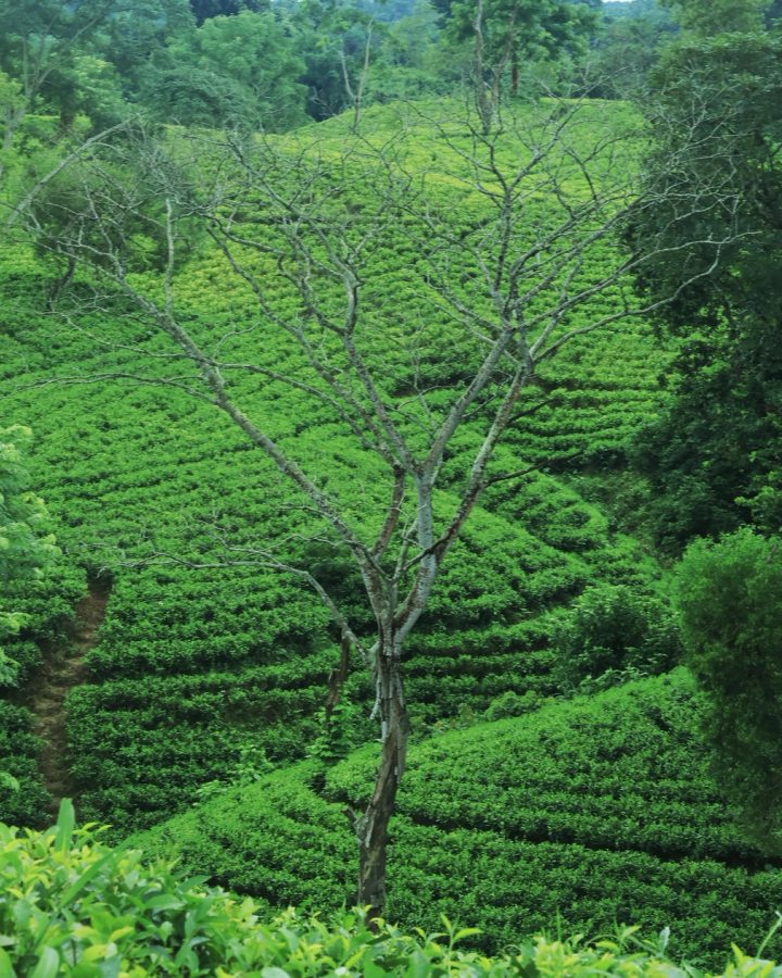 Terraced tea garden in Sreemangal