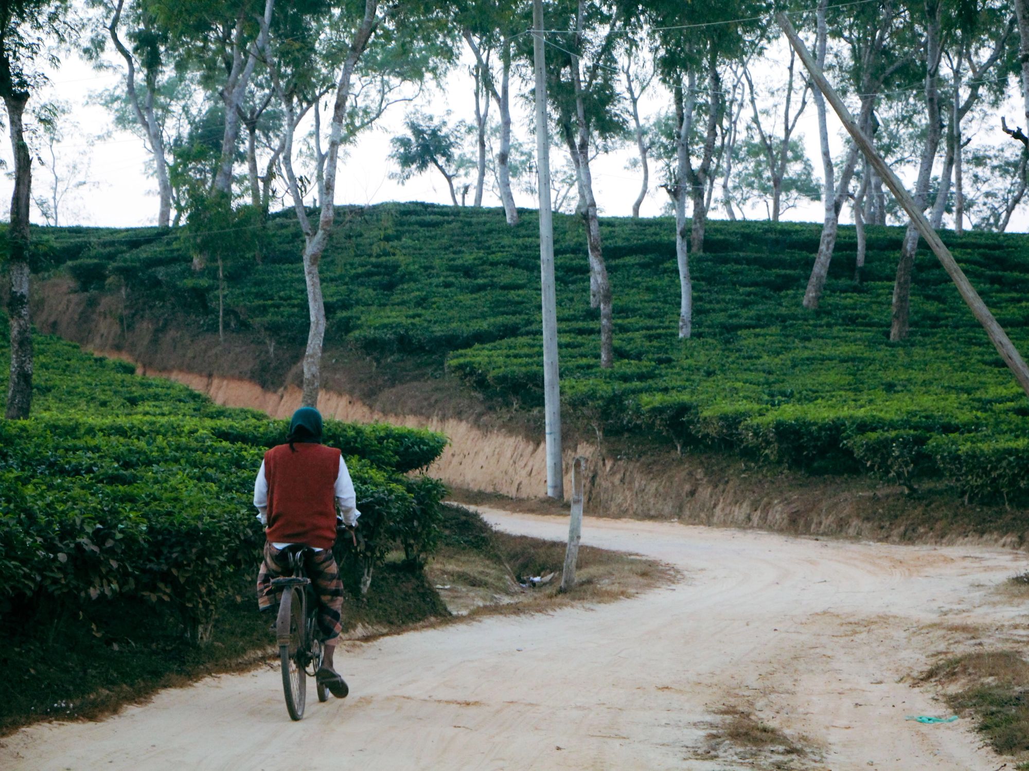 Terraced tea garden in Sreemangal