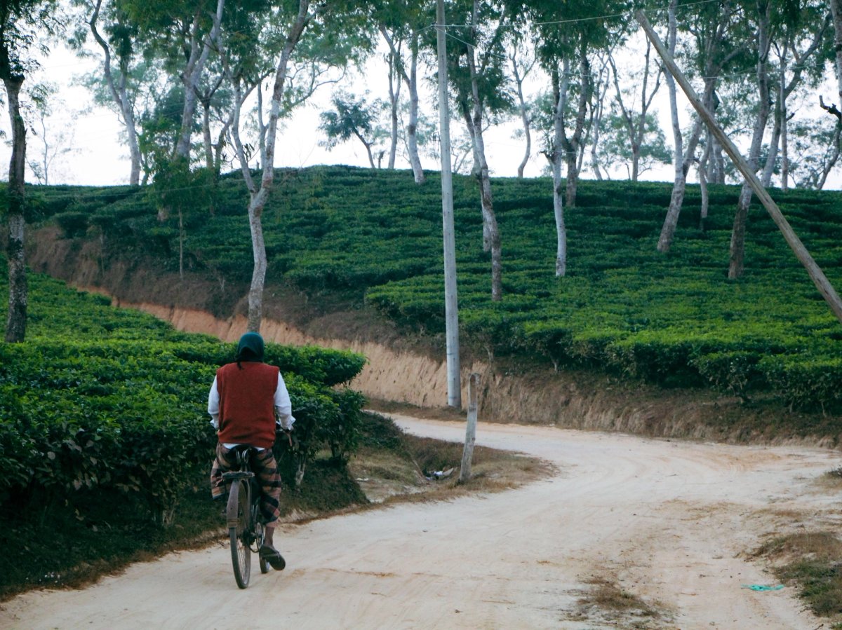 Rows of green tea bushes on rolling hills along the Sylhet and Sreemangal trail