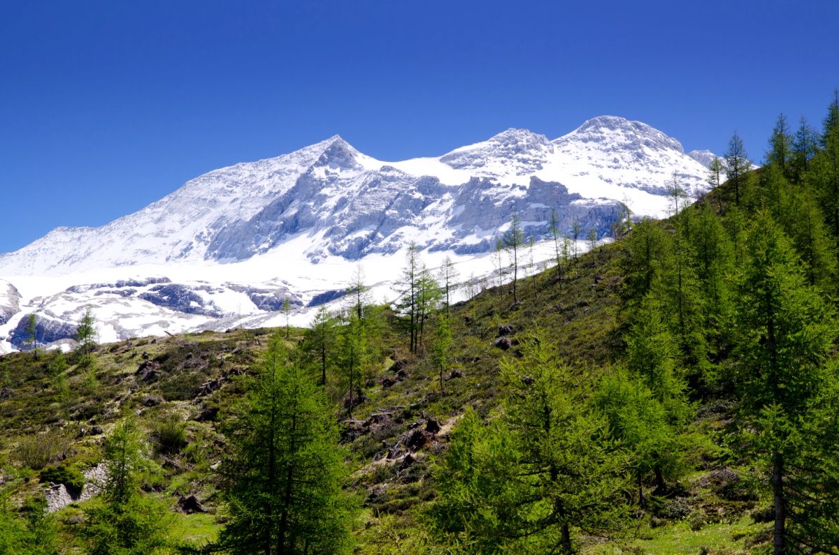 Snow-capped Himalayan peaks rising above green valleys in Sikkim