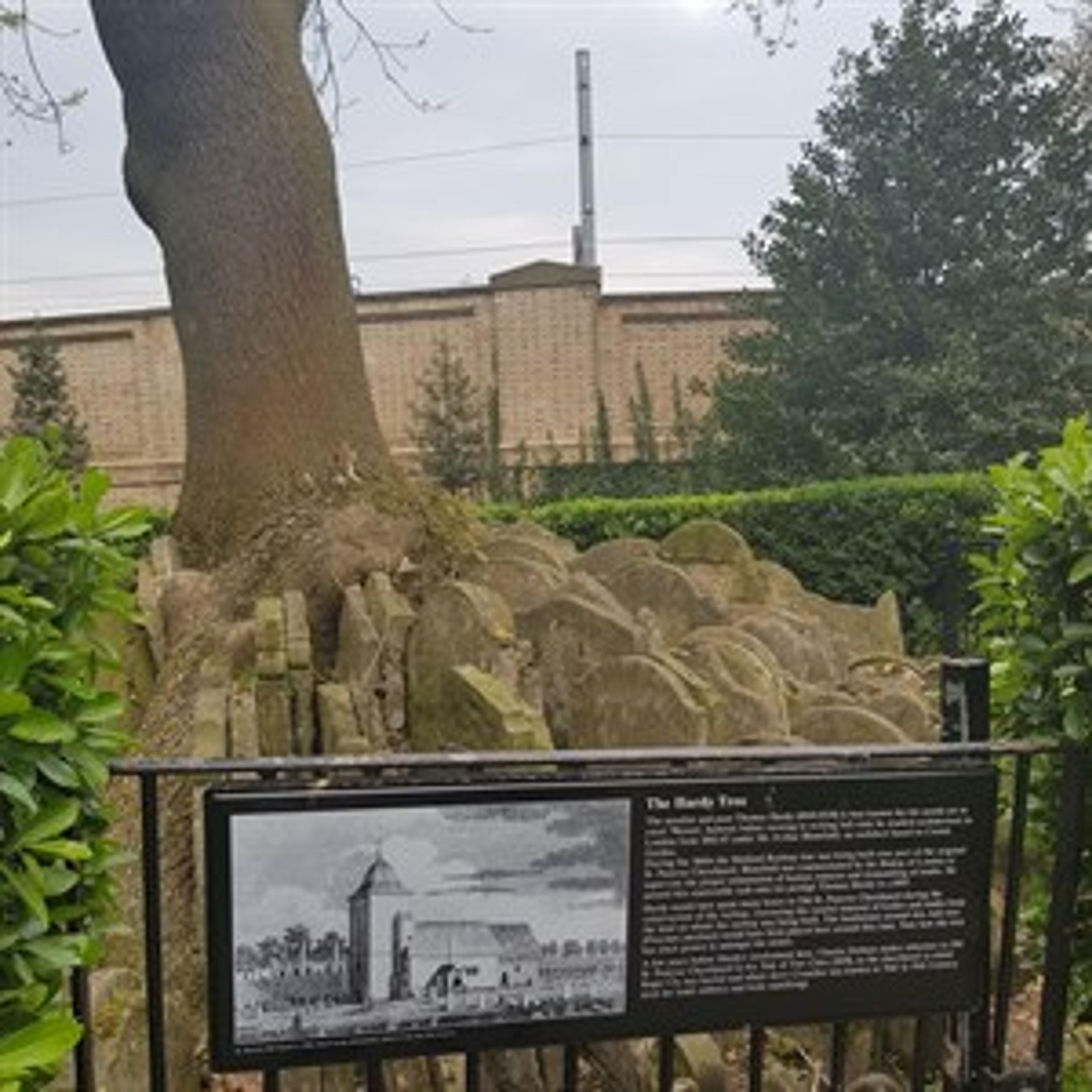 The Hardy Tree