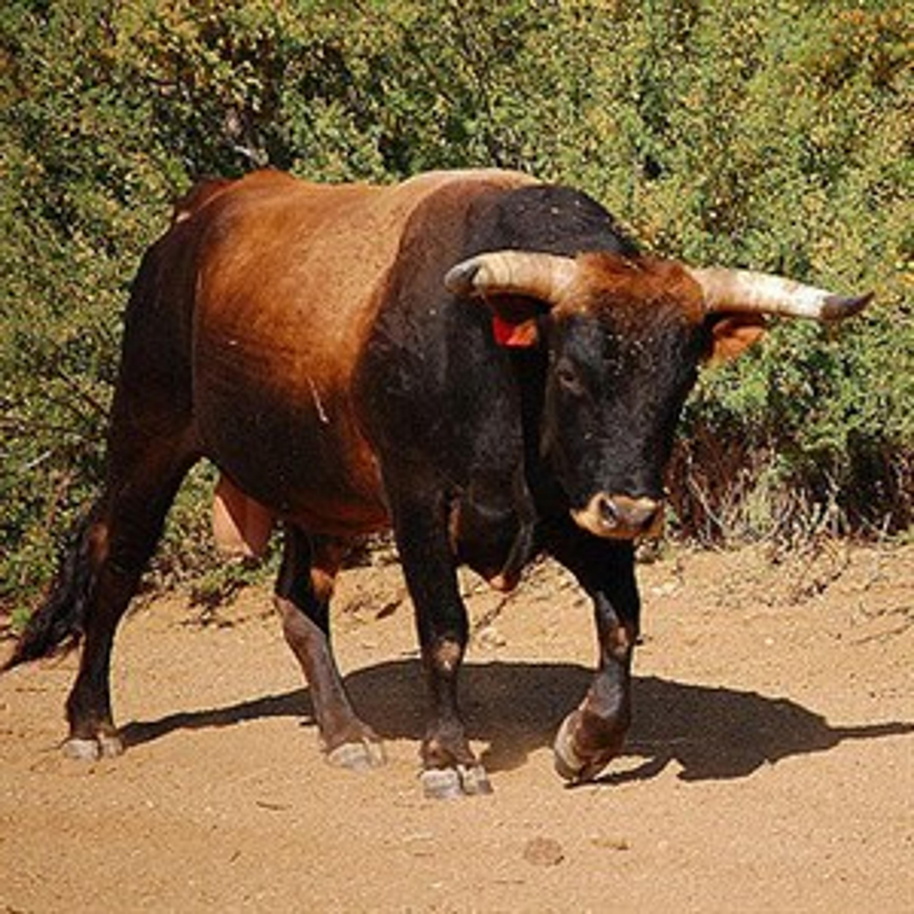 Bull