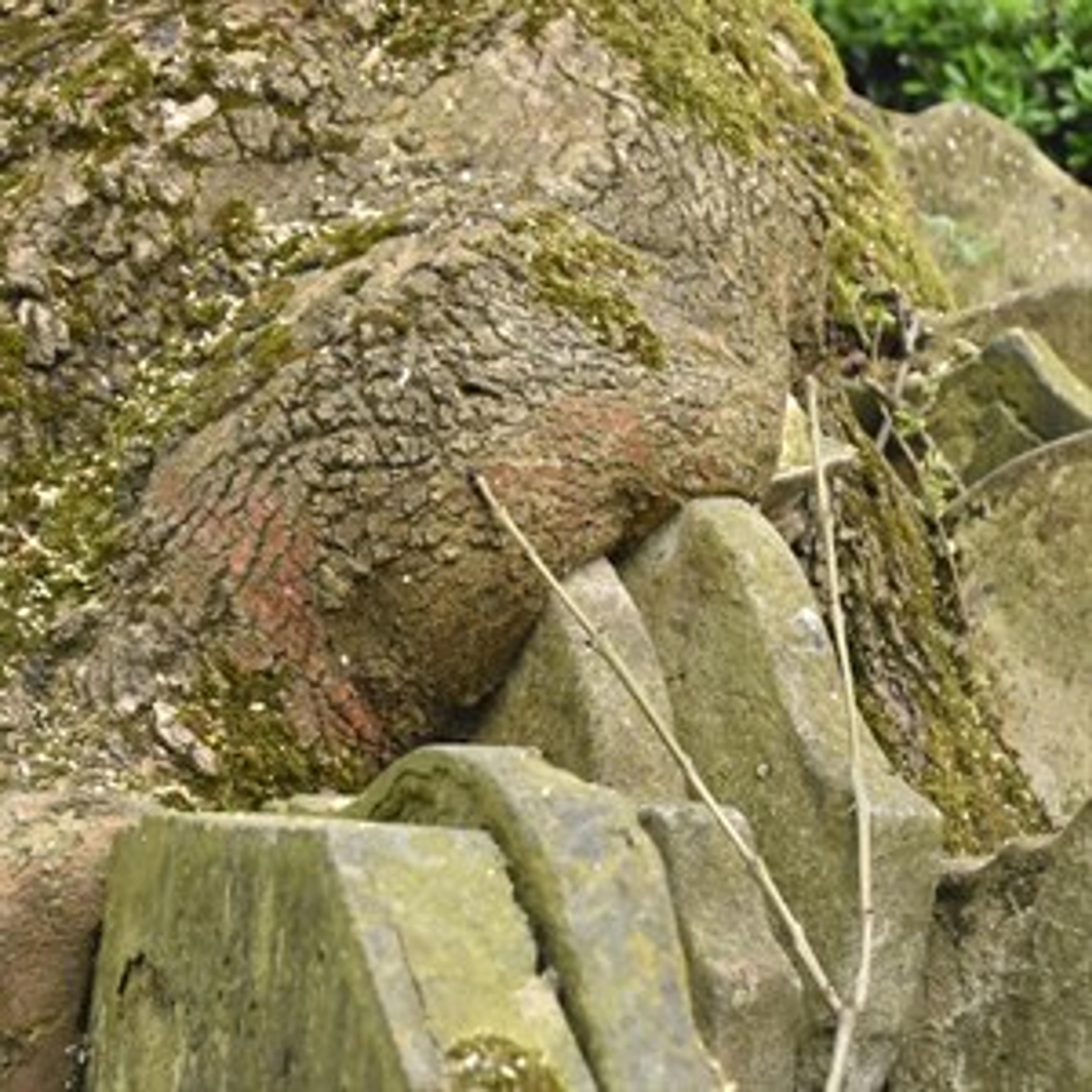 The Hardy Tree 2