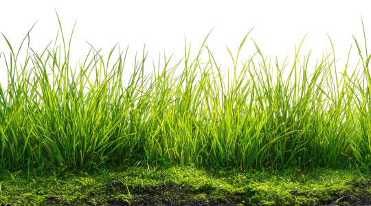 The Emerald Isle: Is the Grass Really Greener in Ireland?