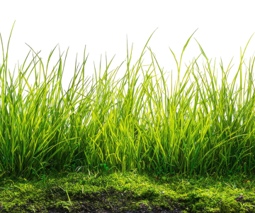 The Emerald Isle: Is the Grass Really Greener in Ireland?