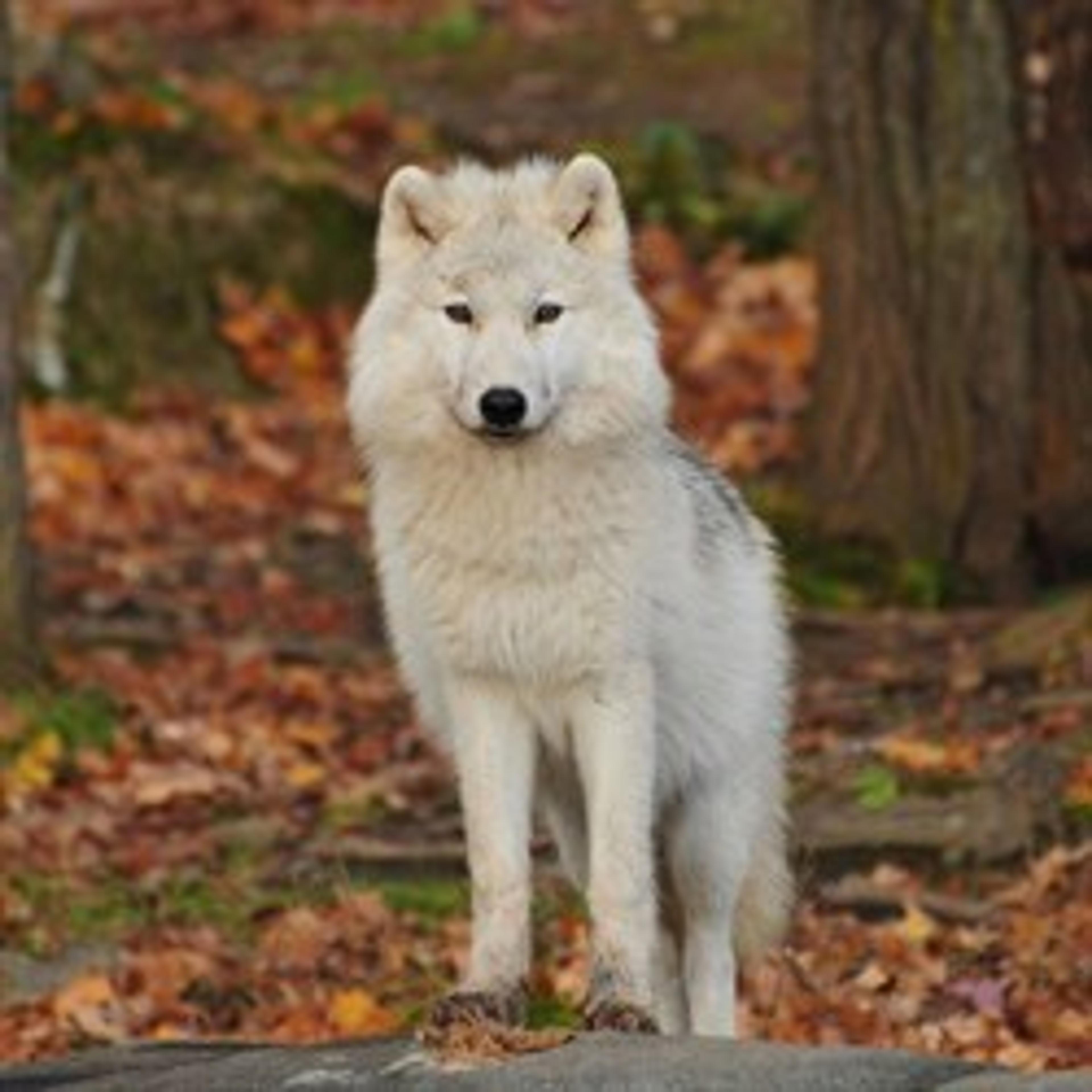 Wolf In Sheeps Clothing