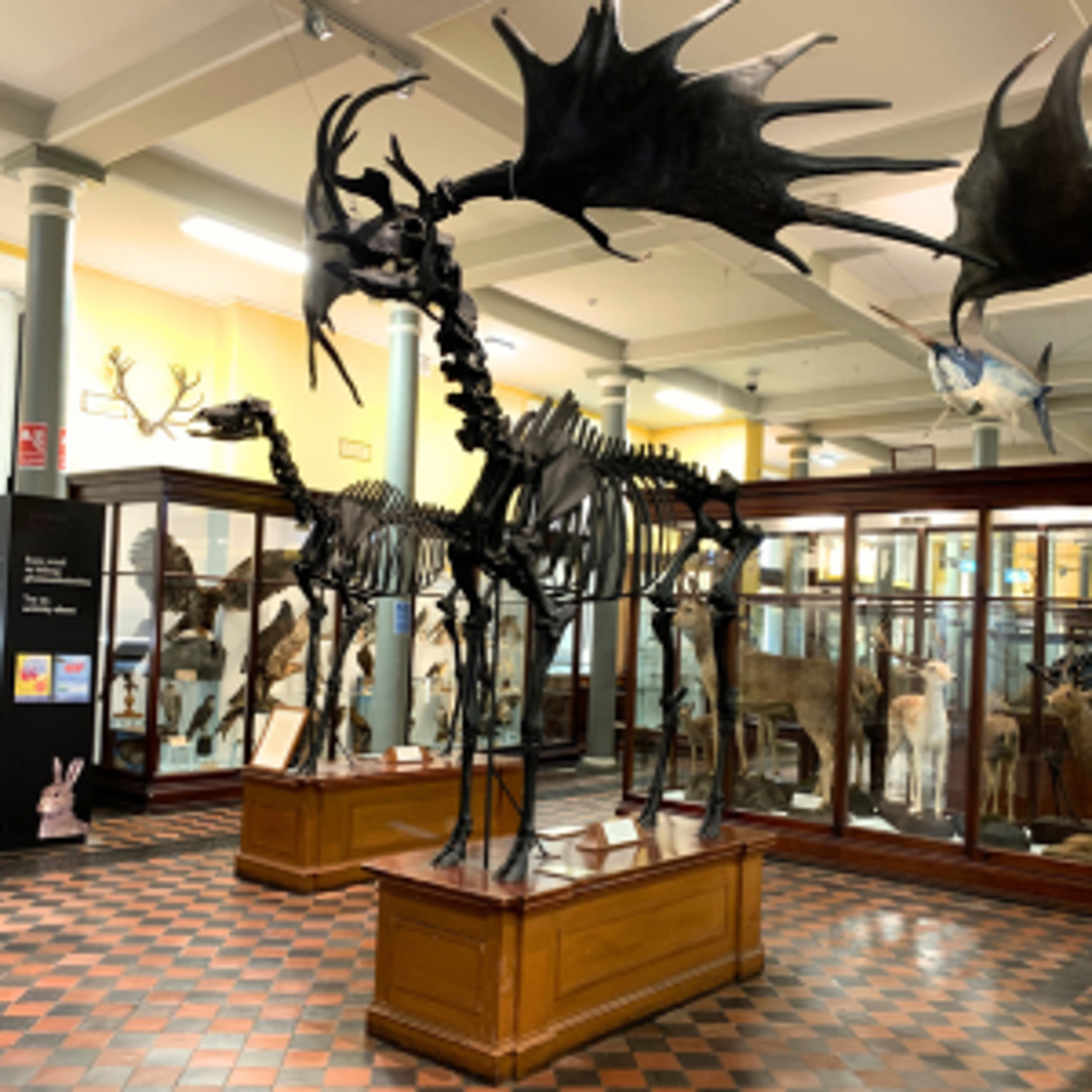 The Giant Deer fossil inside the Dublin Natural History Museum