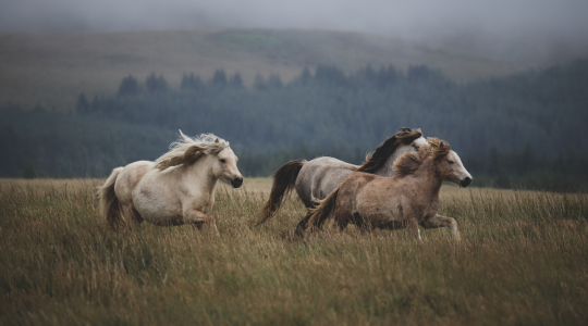 10 English Phrases for the Year of the Horse