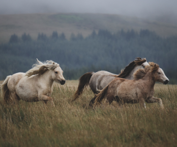 10 English Phrases for the Year of the Horse