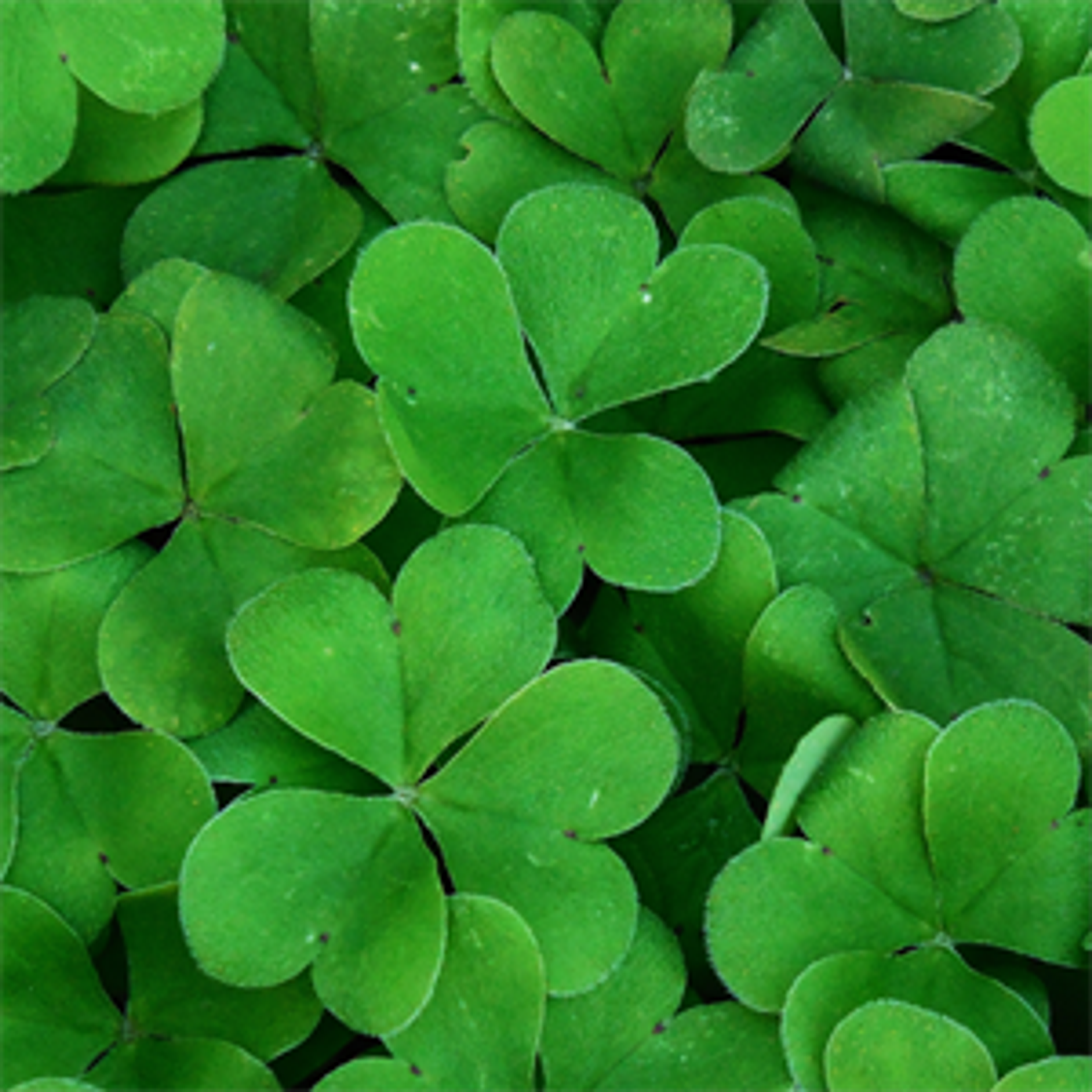 shamrocks.png