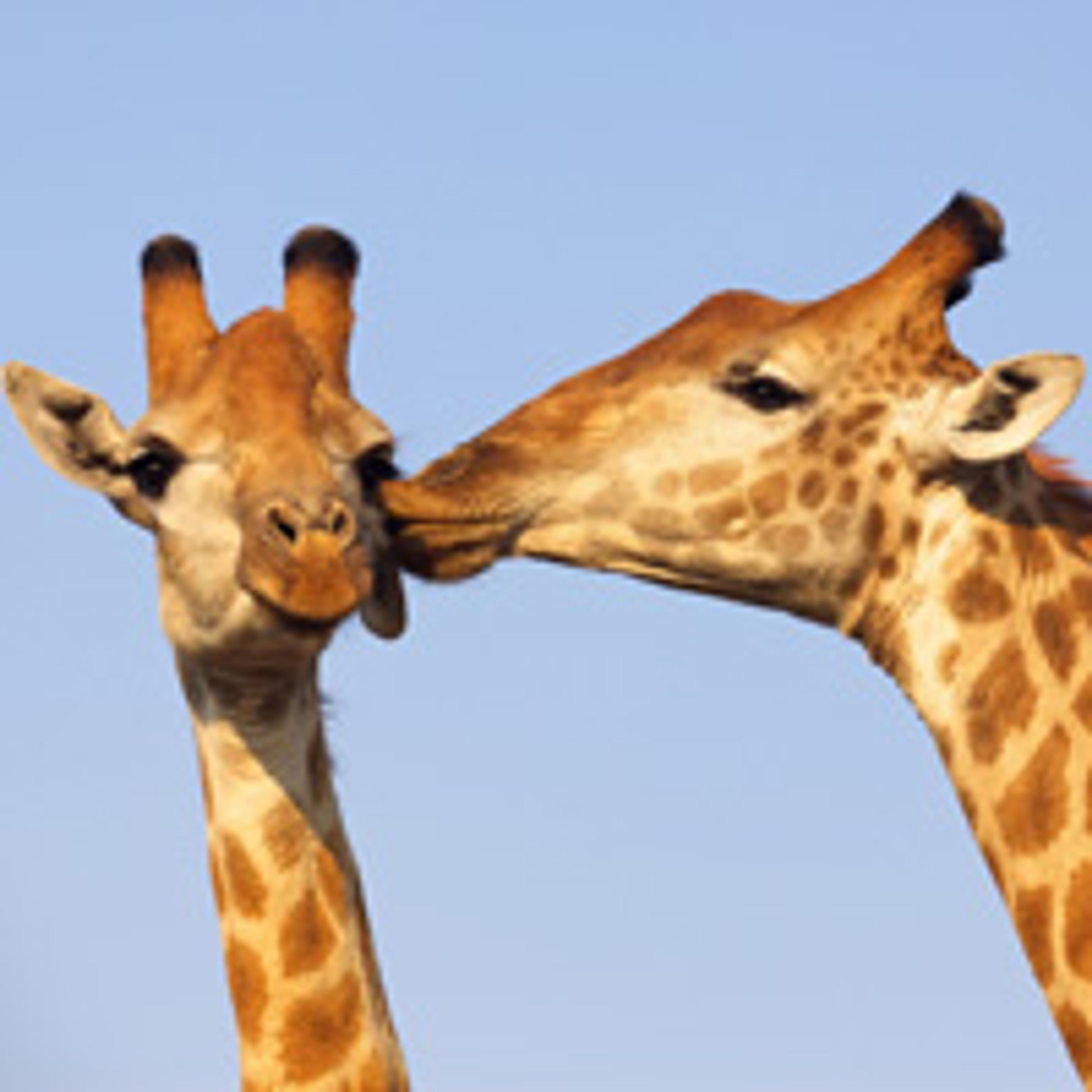 Giraffes