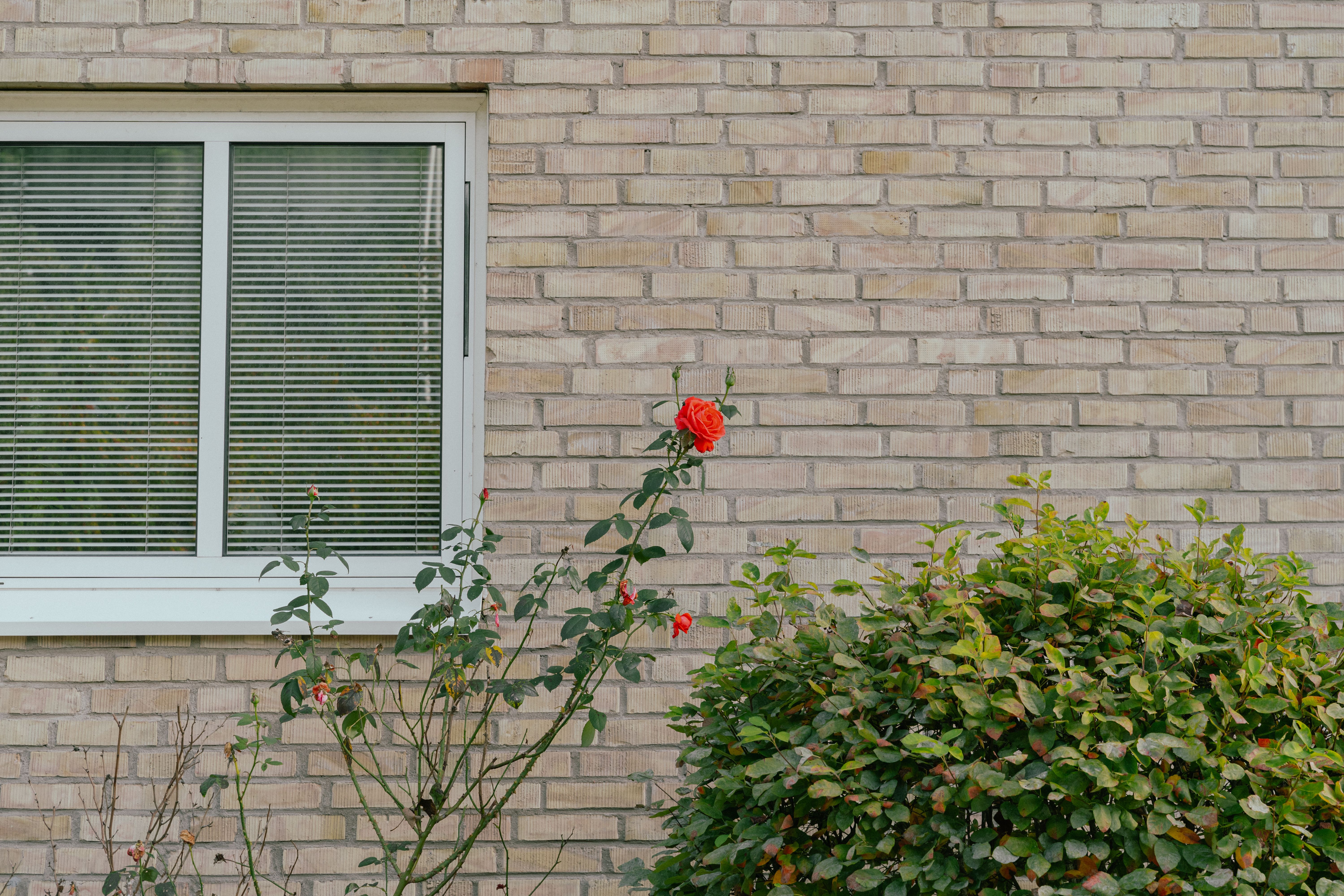 En röd ros framför en tegelvägg