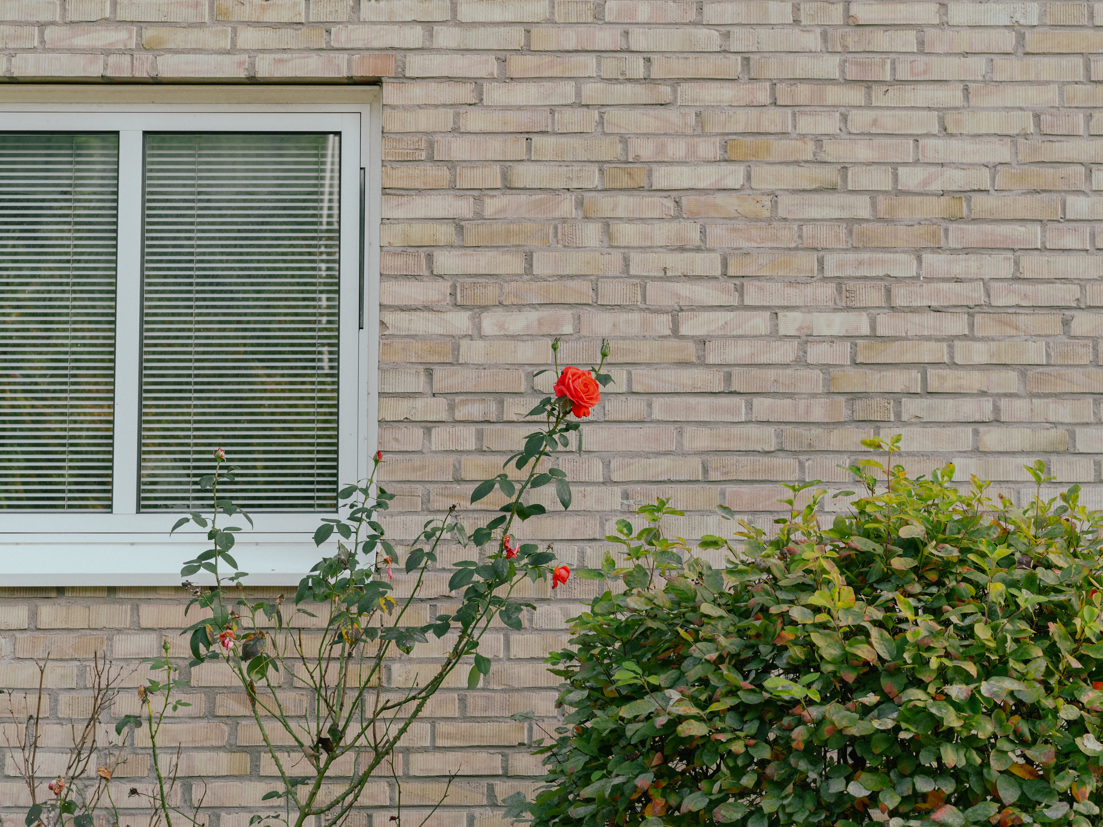 En röd ros framför en tegelvägg