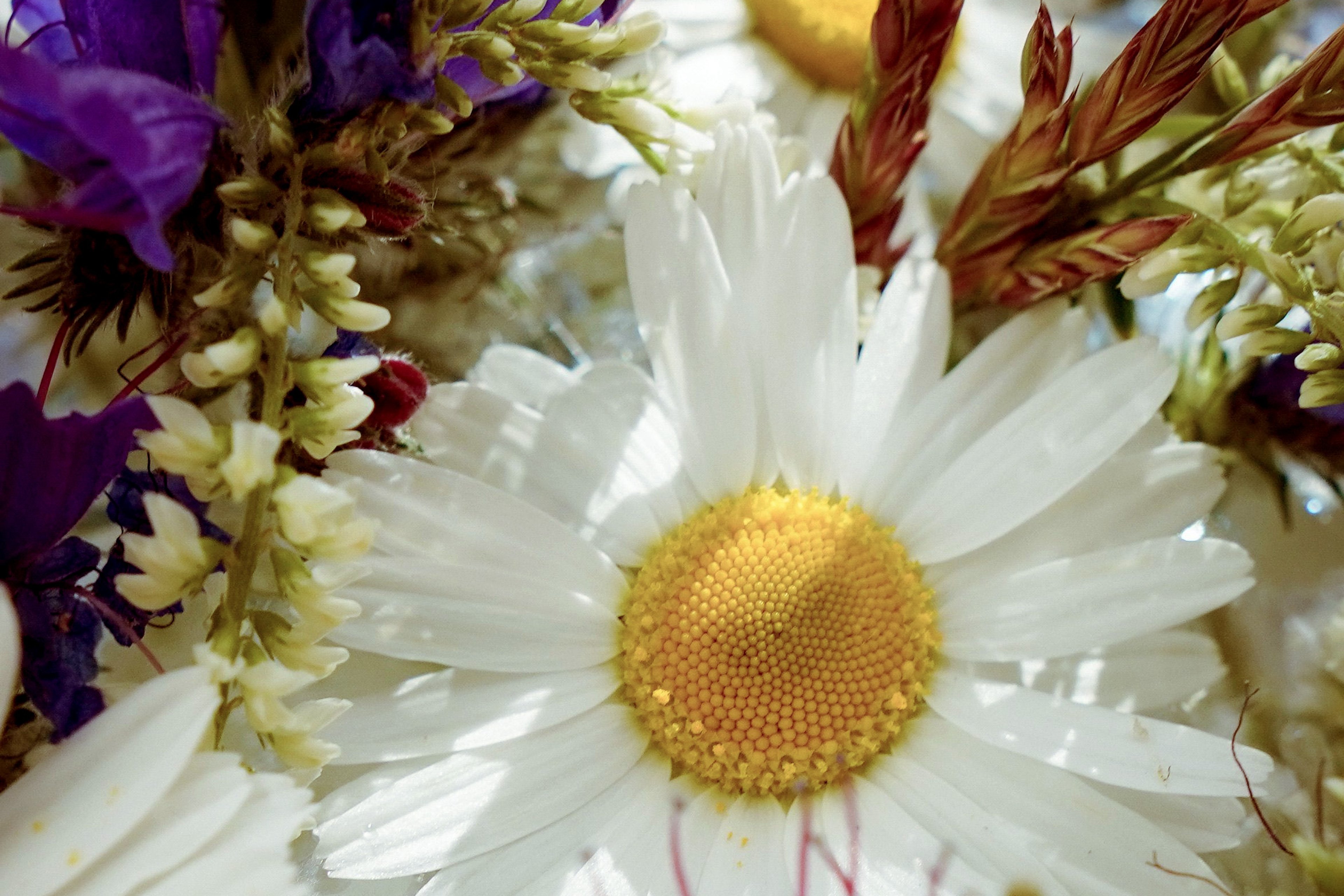 Närbild på blommor