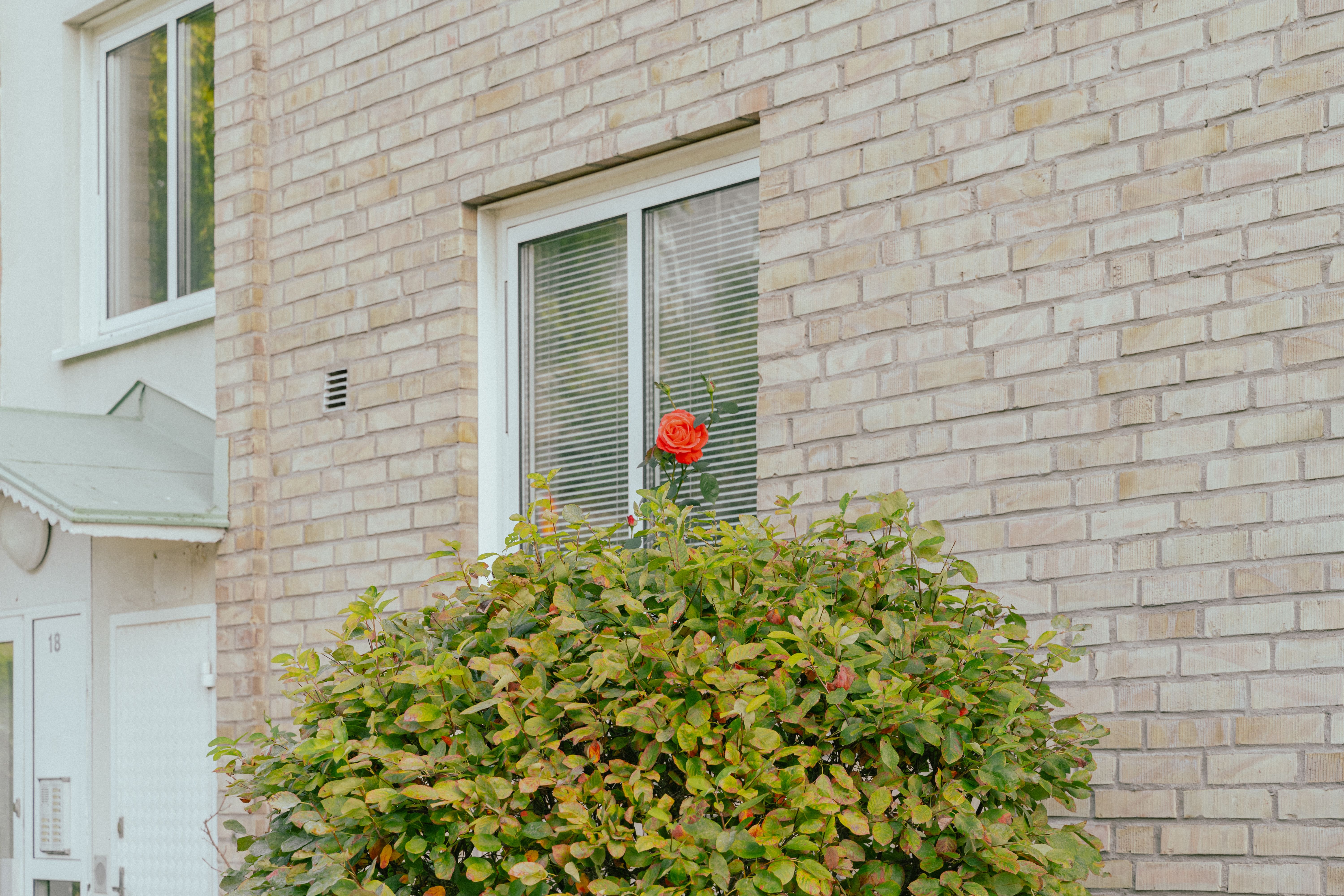 En röd ros framför att fönster