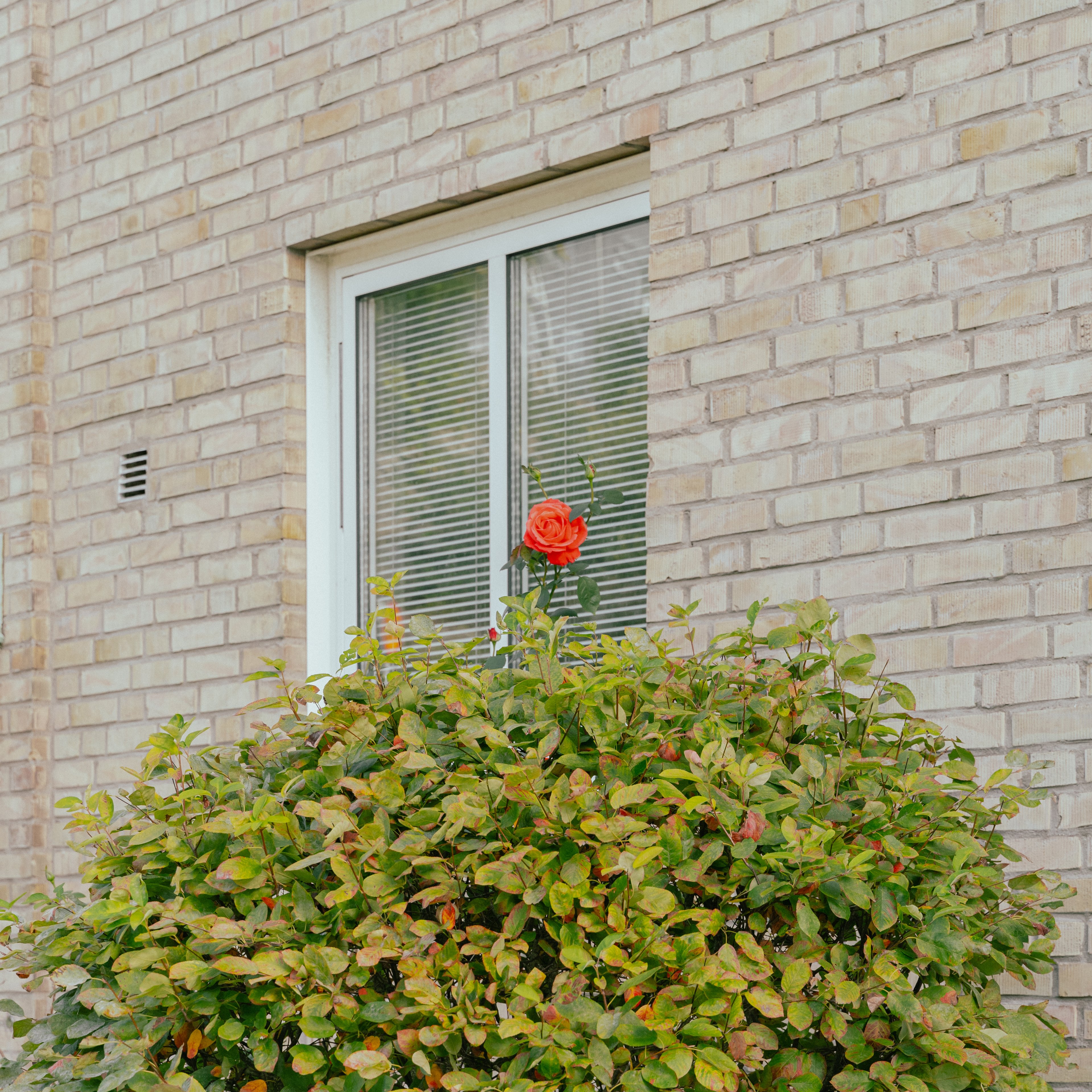 En röd ros framför att fönster